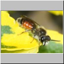 Andrena labiata - Sandbiene 10mm m01b - OS-Garten det.jpg